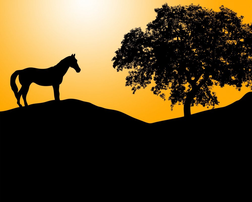 Силуэт лошади на закате