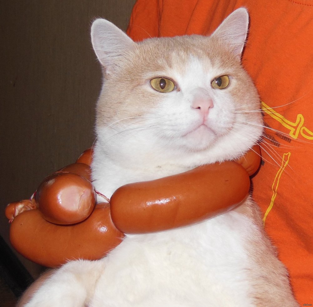 Котик с колбасой