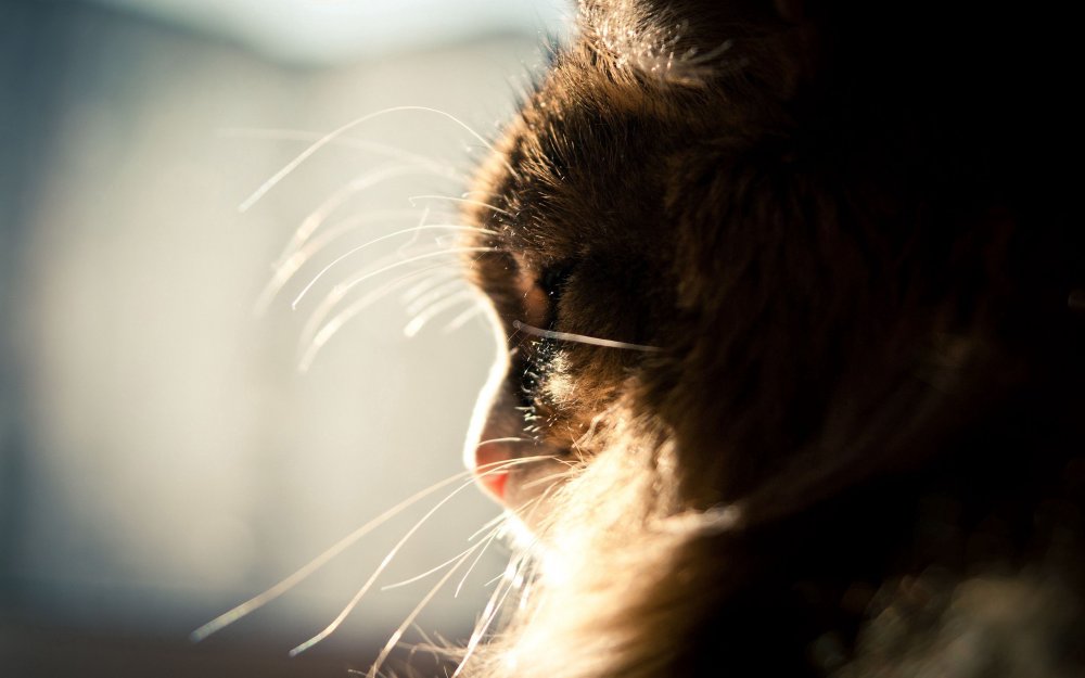 Котенок в солнечных лучах