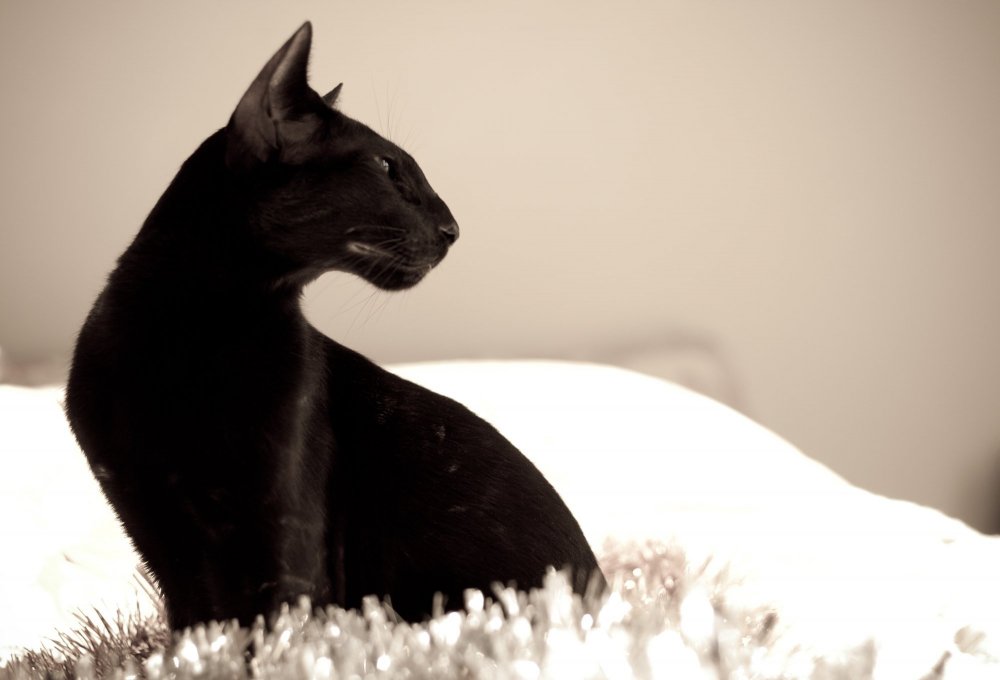 Черно белая Ориентальная кошка