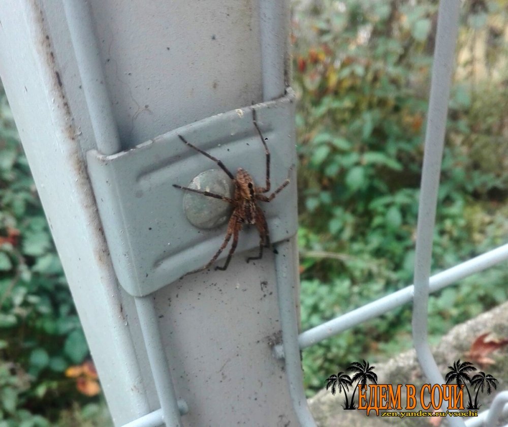 Ядовитые пауки в Сочи