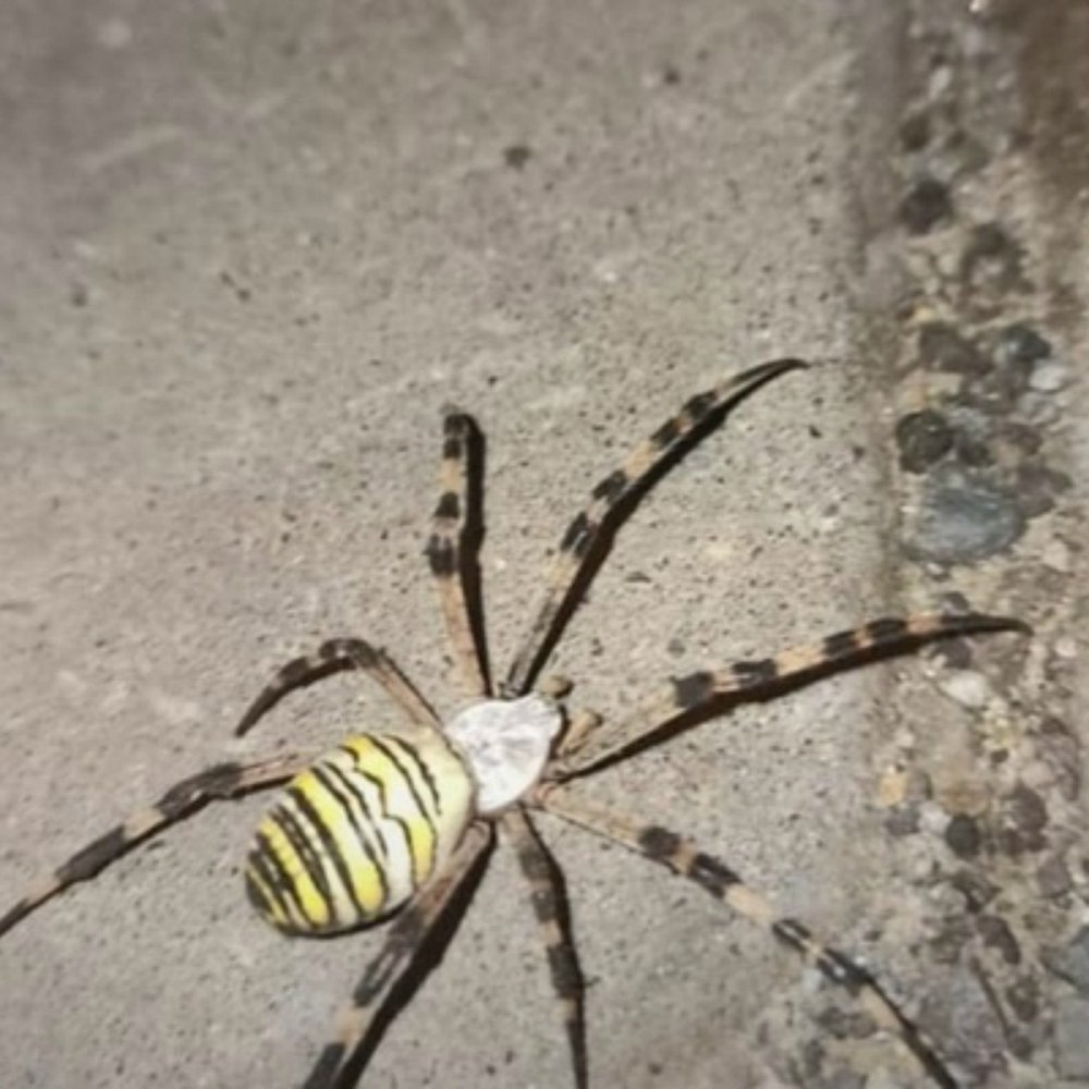 Желто черный паук в Краснодарском крае