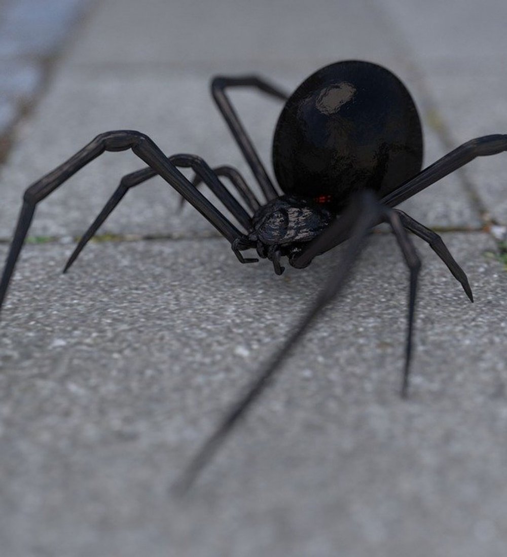 Самые опасные пауки для человека