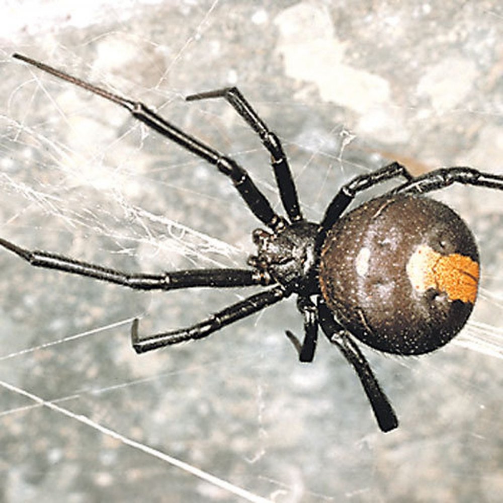 Ядовитые пауки Краснодарского края