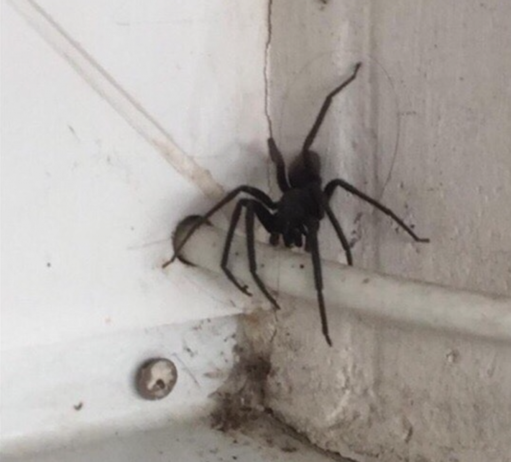 Черные пауки в Крыму ядовитые