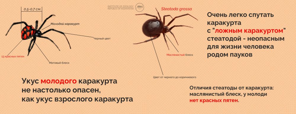 Какие пауки не ядовитые для человека в России