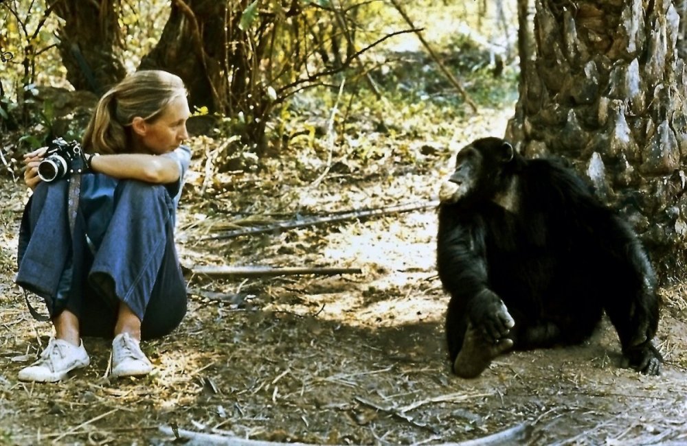Шимпанзе Уошо