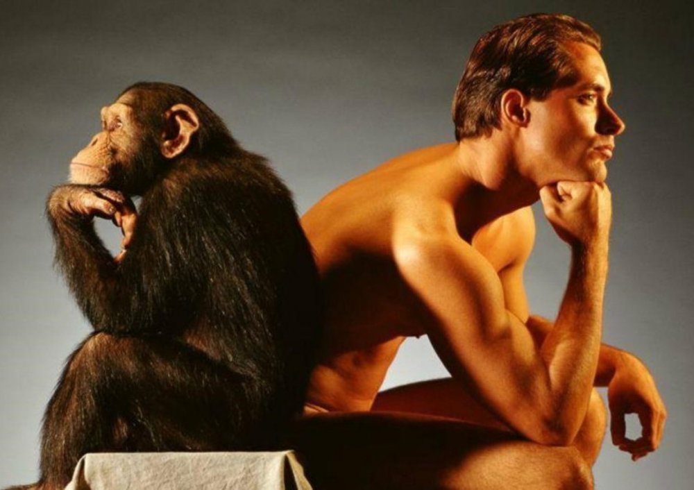 Сравнение психики шимпанзе и человека