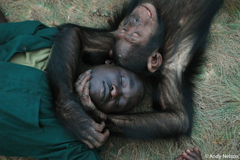 Шимпанзе бонобо оральный