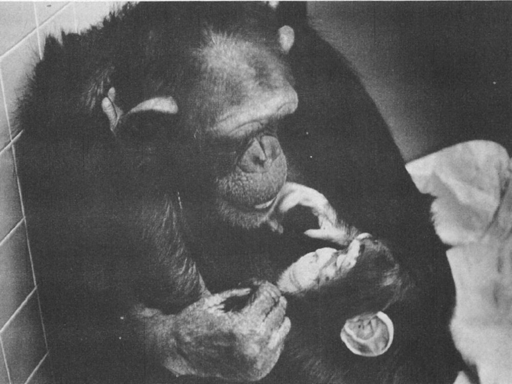 Человек-обезьяна 1937 фильм