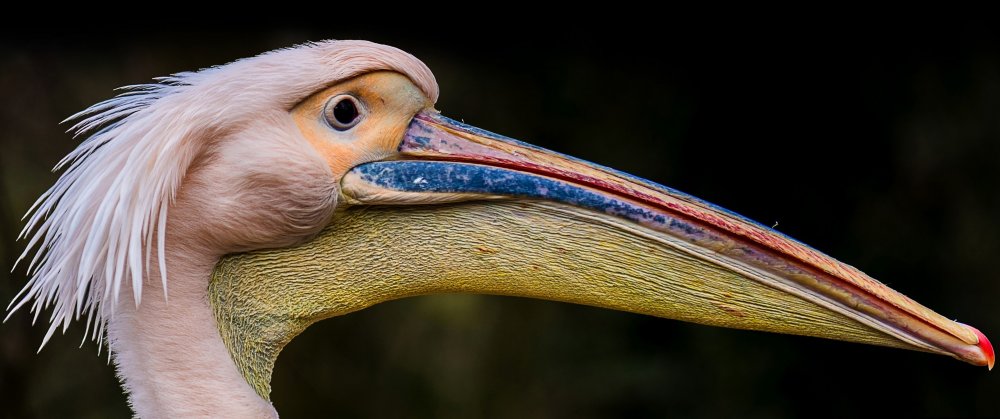 Птица с длинным носом