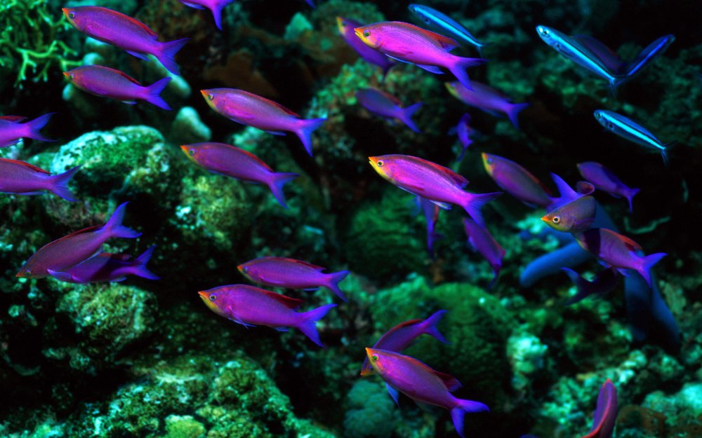 Керри фиолетовый неон аквариумная рыбка