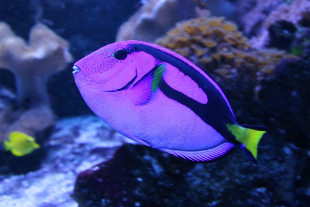 Фиолетовая рыба