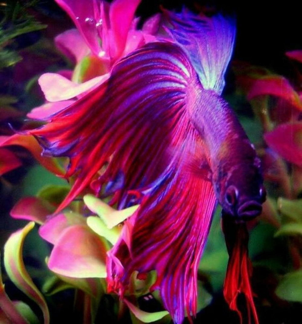 Рыба петушок Бетта фиолетовый