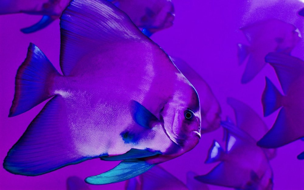 Фиолетовая рыба