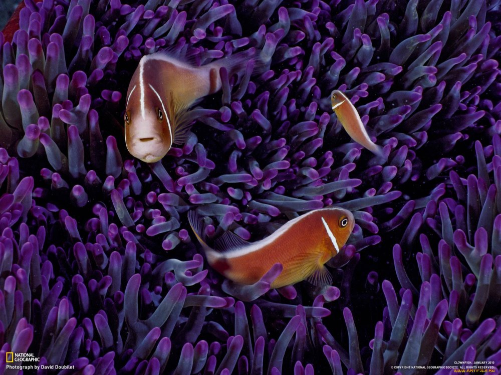 Фиолетовые водоросли