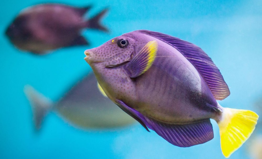 Purple Fish