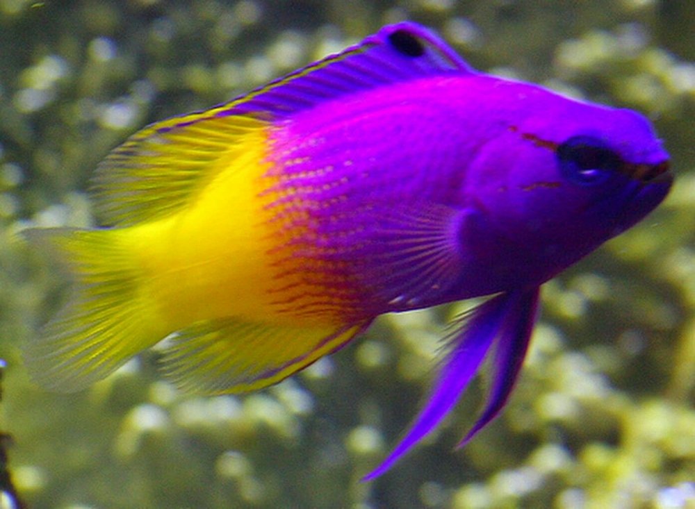 Желто фиолетовая рыба