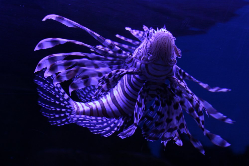 Фиолетовые рыбы в океане
