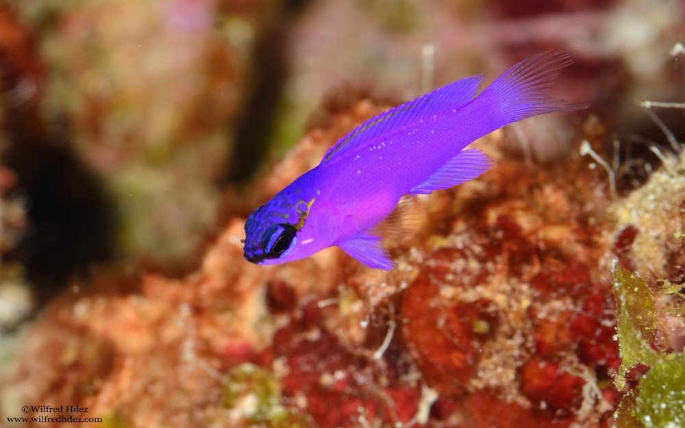 Фиолетовая морская рыба