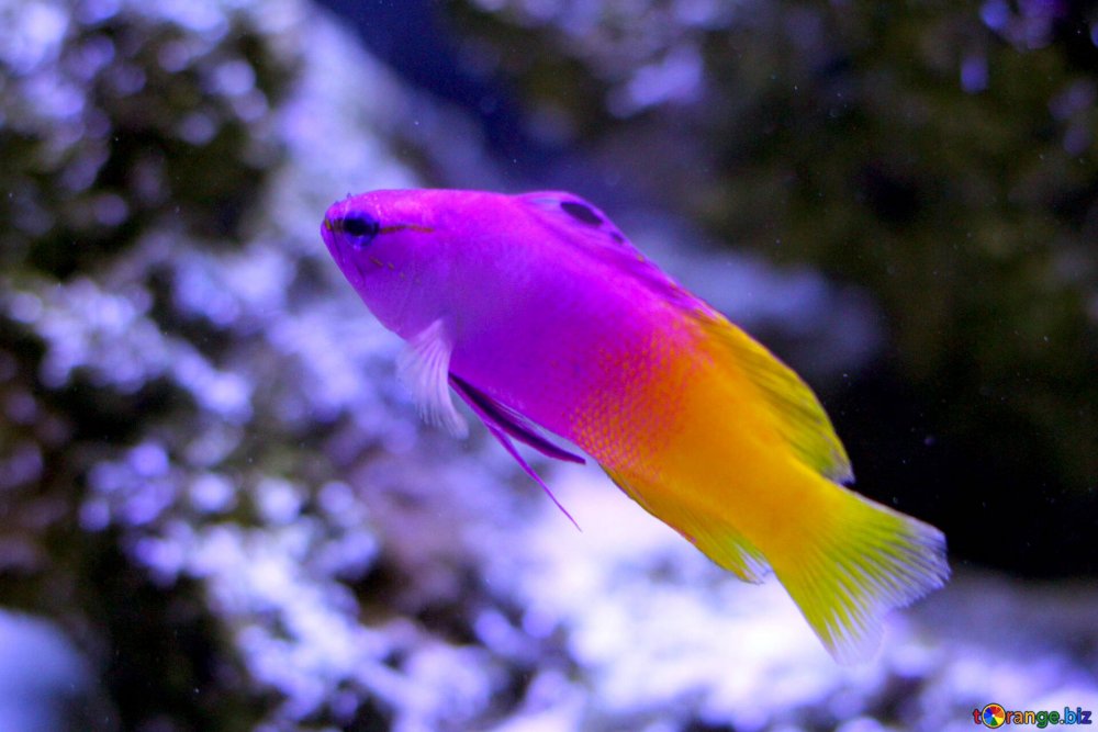 Фиолетовые аквариумные рыбки