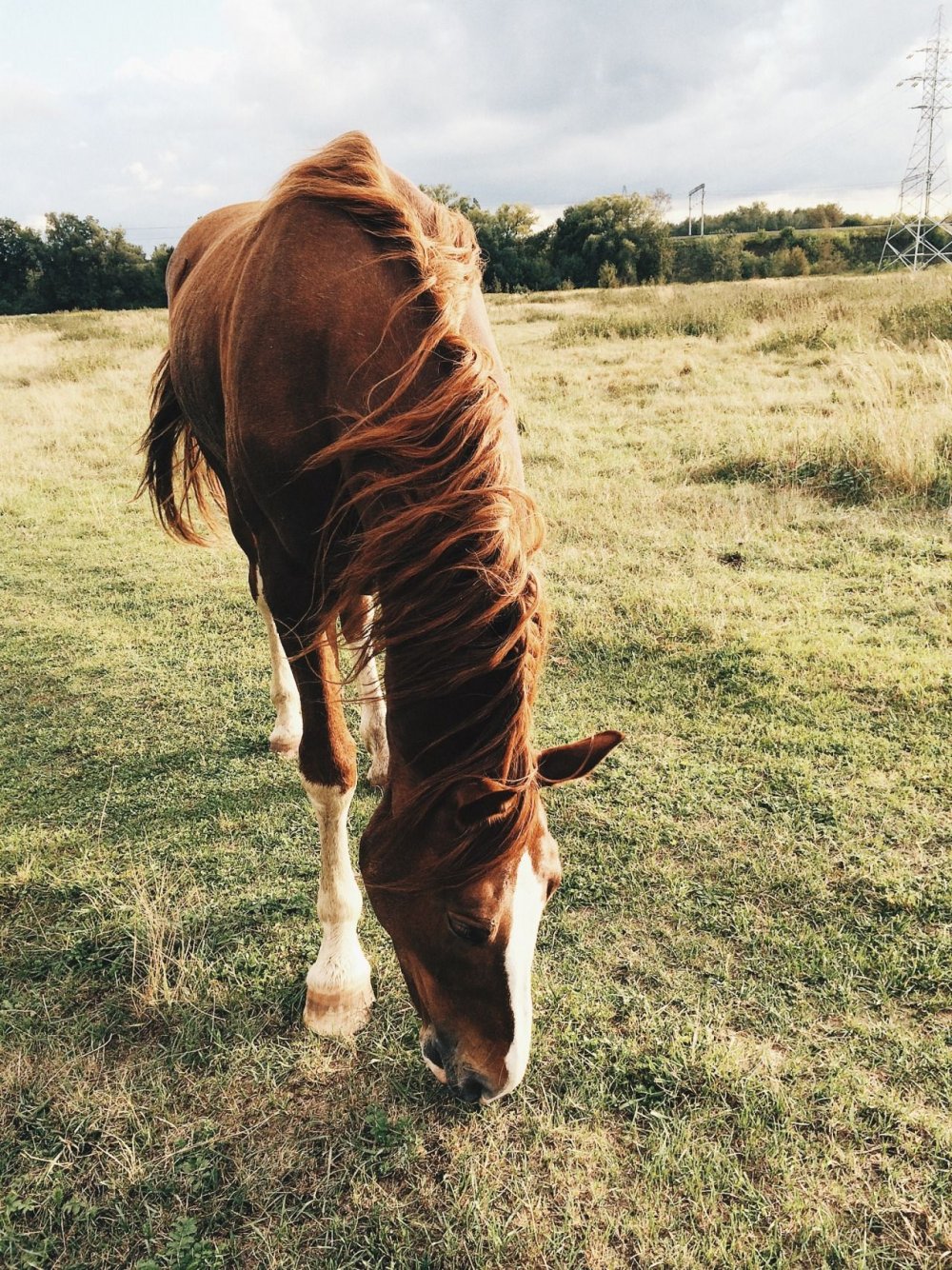 Старая лошадь