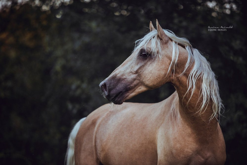 Соловая лошадь Эстетика