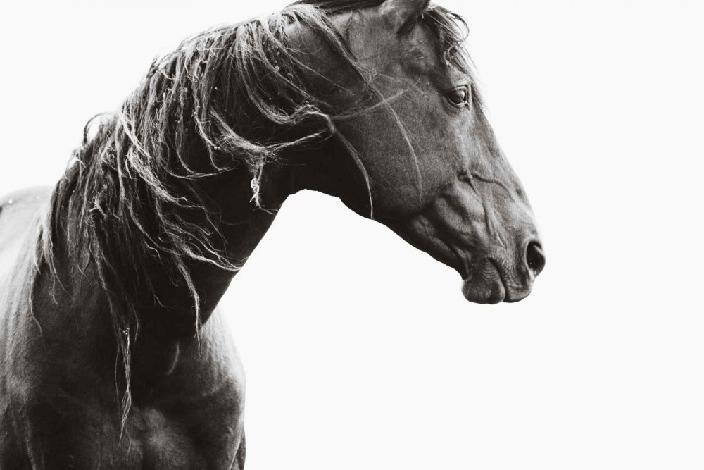 Красивые фотографии коней golova karandashom