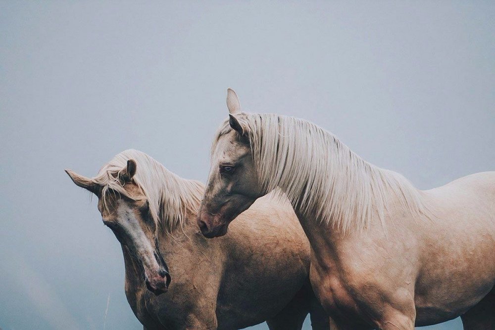 Сохраненки с лошадьми