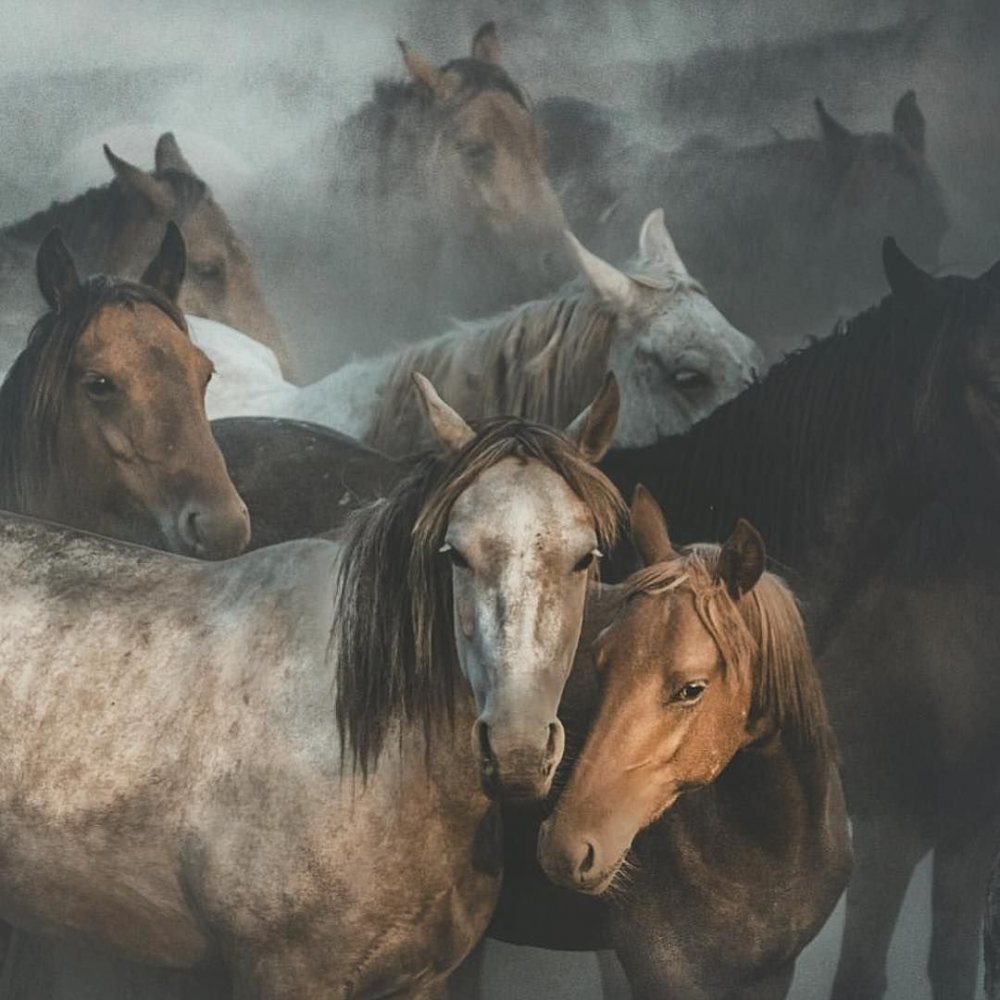 Табун лошадей в тумане