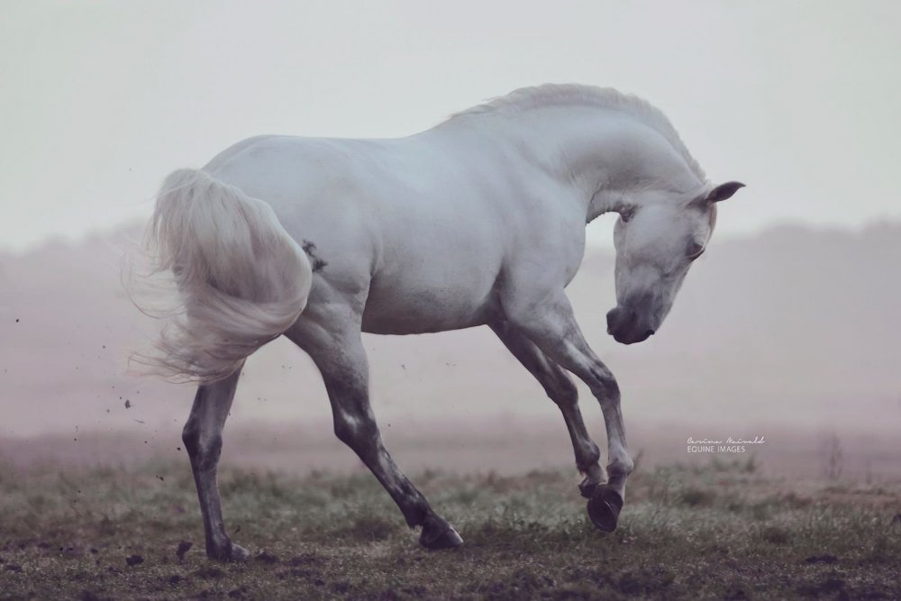 Карина Майвальд лошади