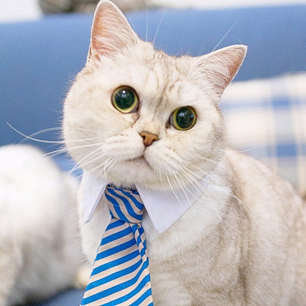 Деловой кот в галстуке