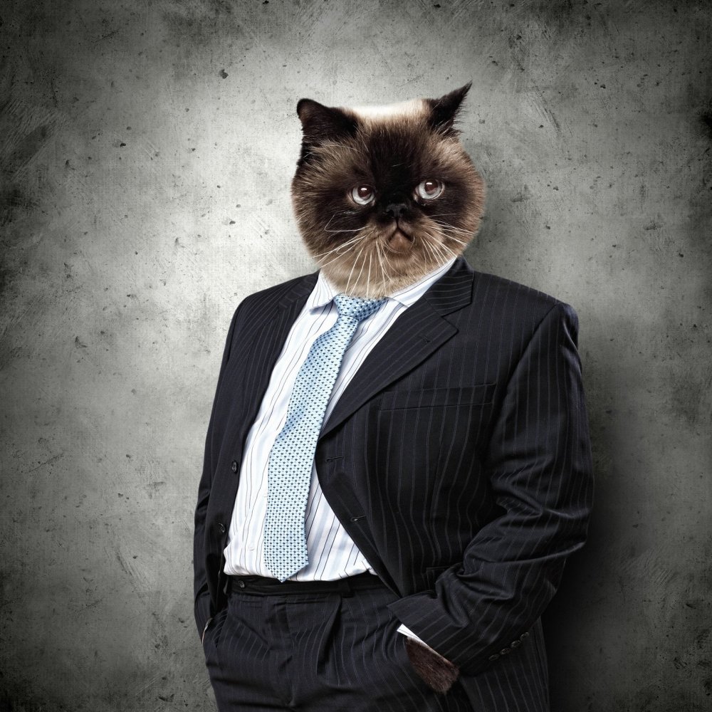 Кот в костюме с галстуком