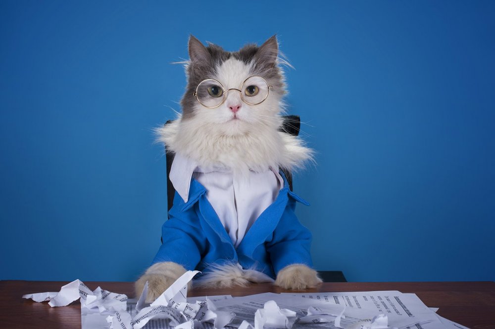 Кот в костюме менеджера