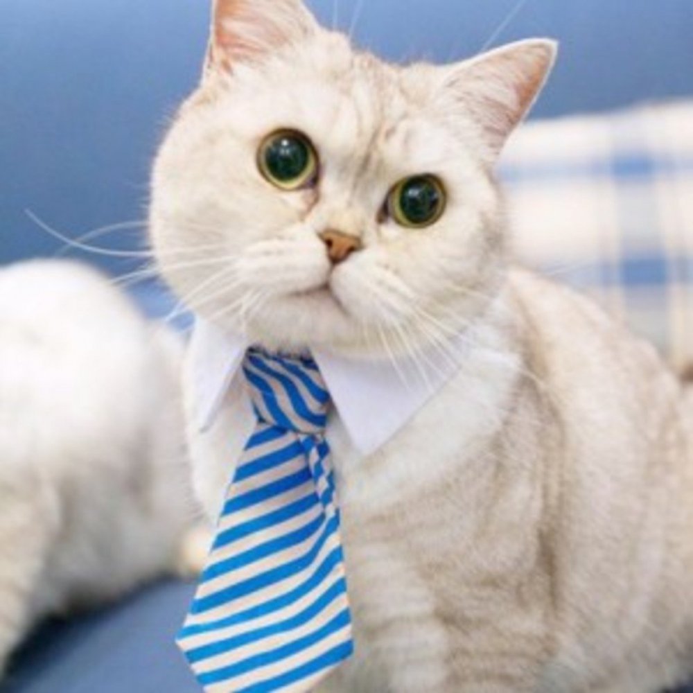 Котенок в галстуке