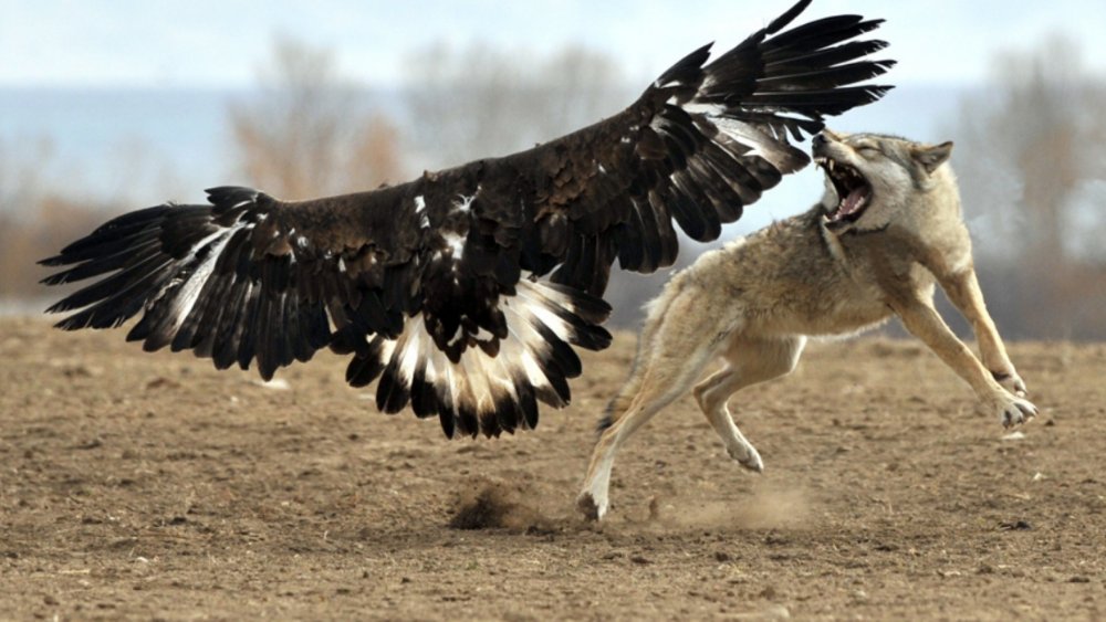 Волк и орел