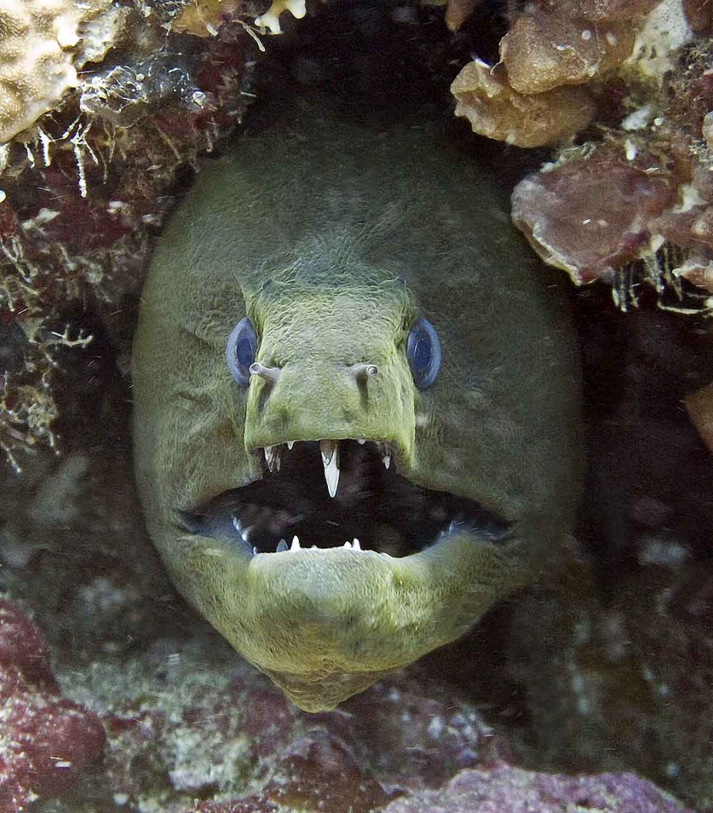 Мурена рыба зеленая