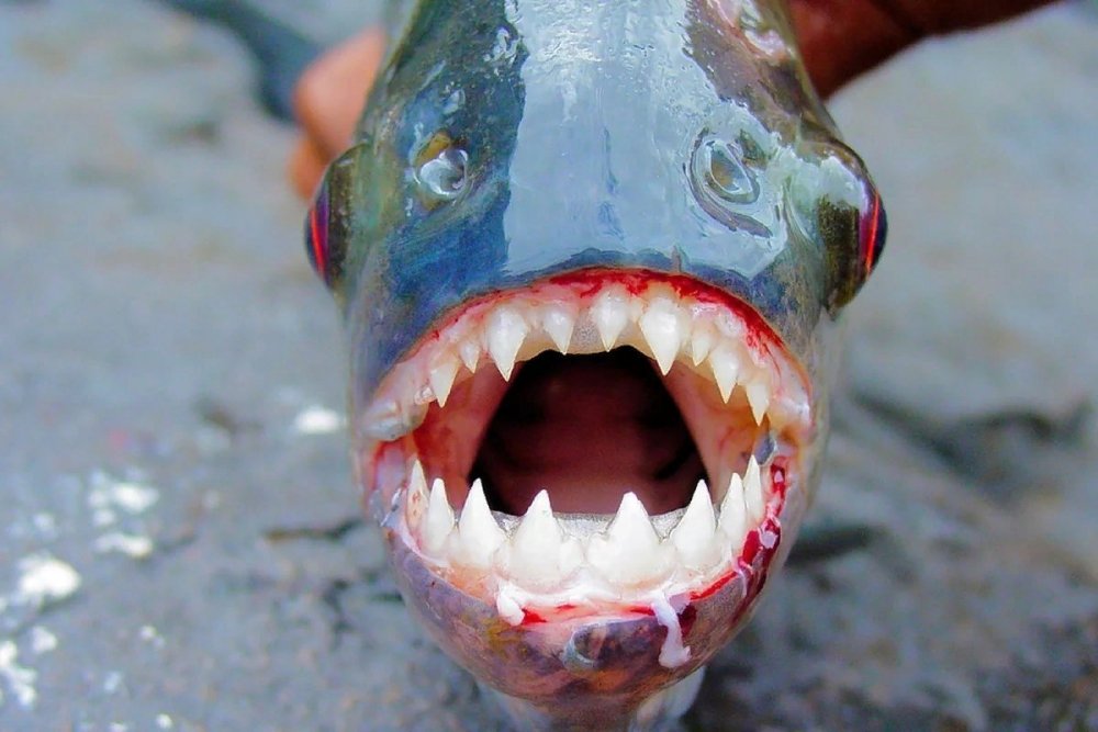 Хищная рыба Пиранья