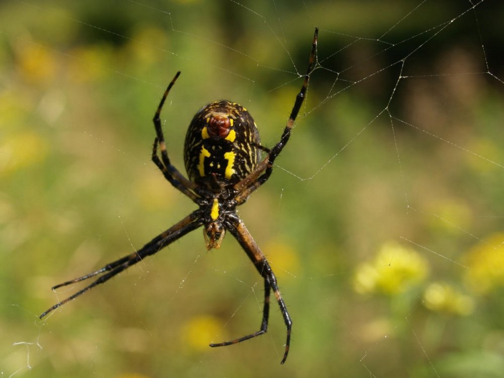 Чёрный паук с жёлтыми пятнами