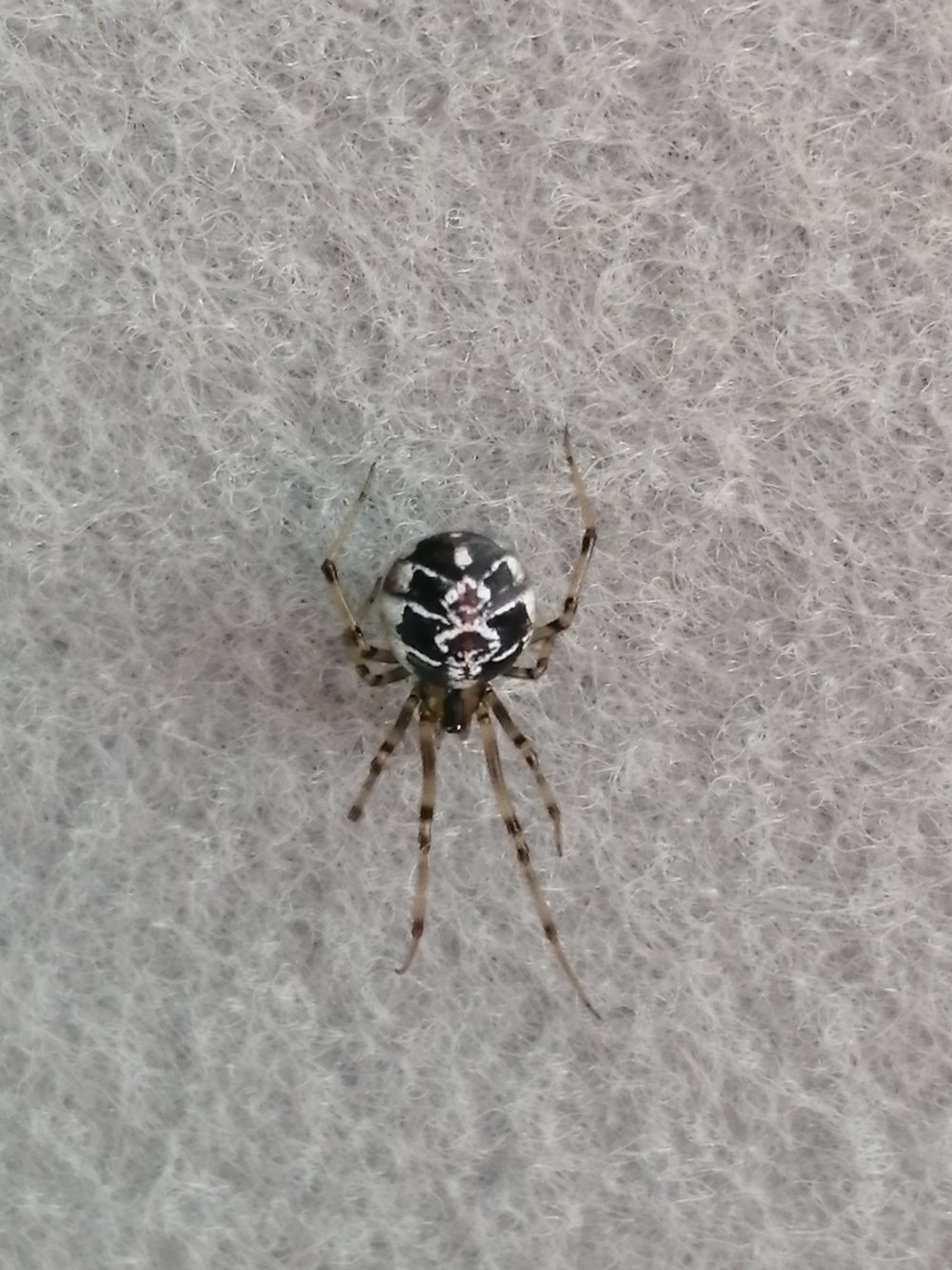 Чёрный паук с белыми пятнами на брюшке
