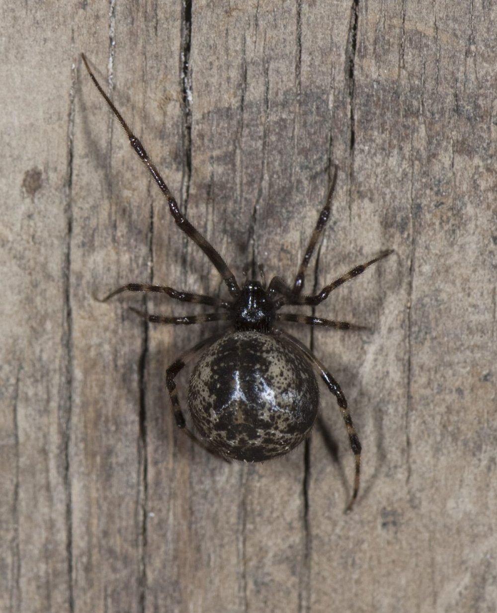 Черный паук с белыми точками на спине