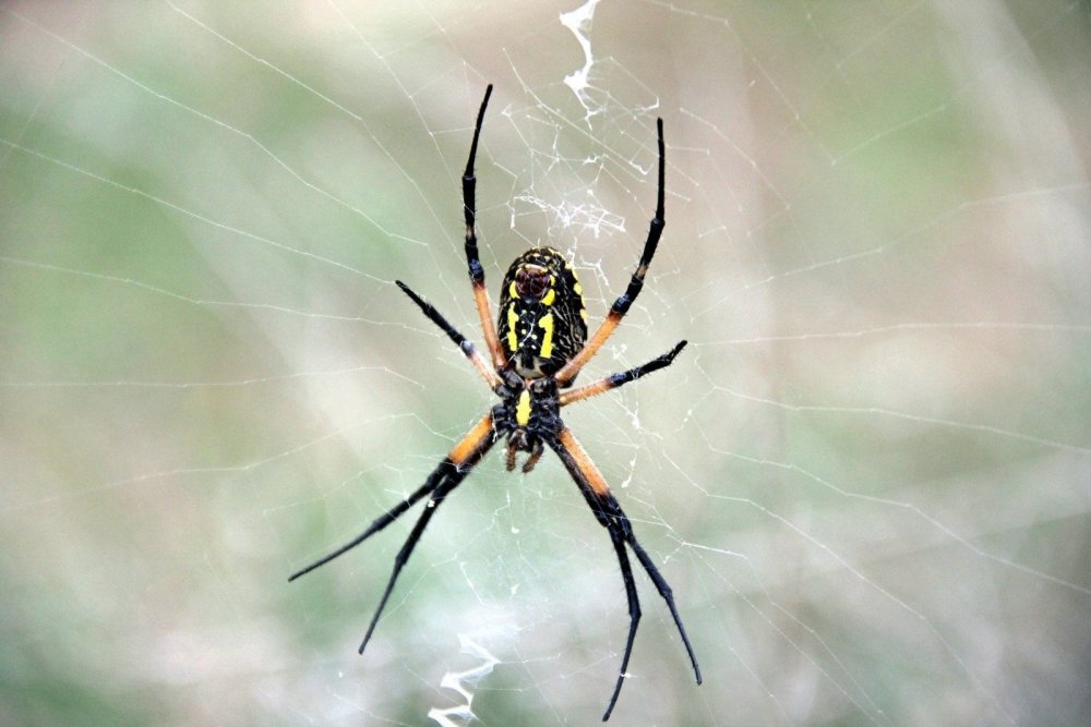 Каракурт паук с желтыми полосками