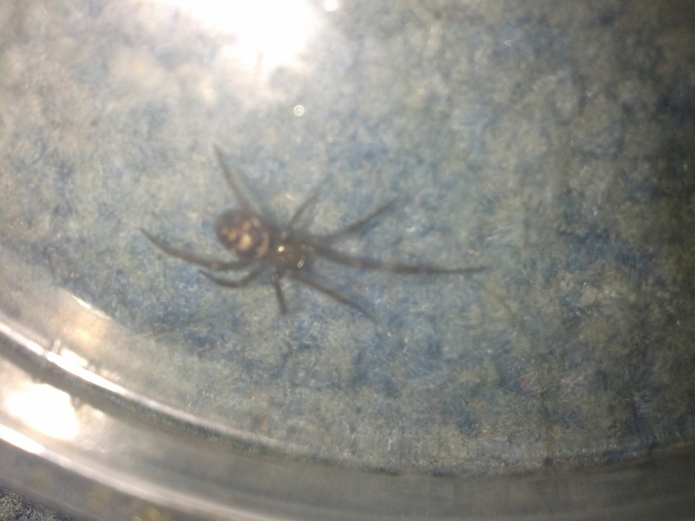 Чёрный паук с белыми пятнами