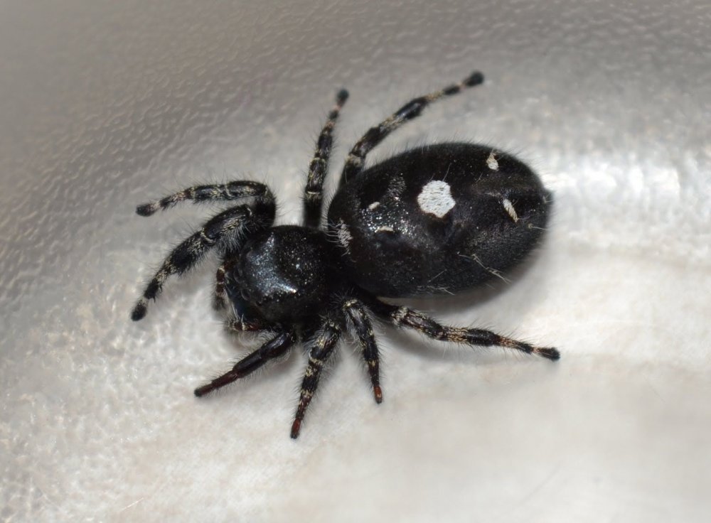 Black Spider (чёрный паук)