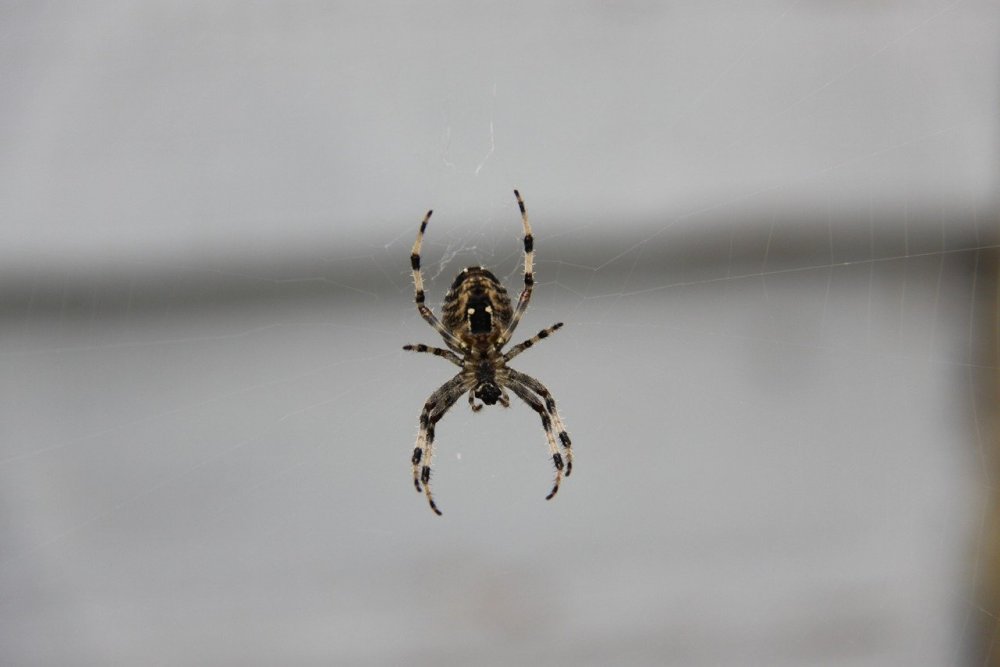Чёрный паук с белыми пятнами на брюшке