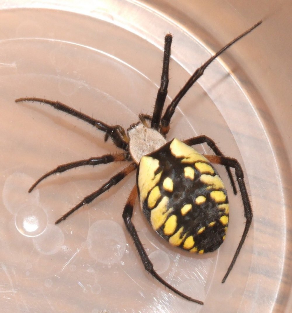Чёрный паук с белыми пятнами на спине
