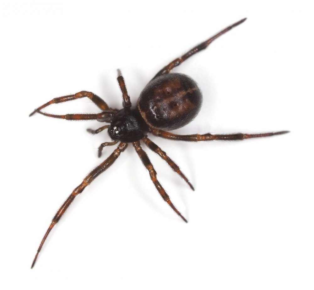 Черный паук с красной полосой на спине