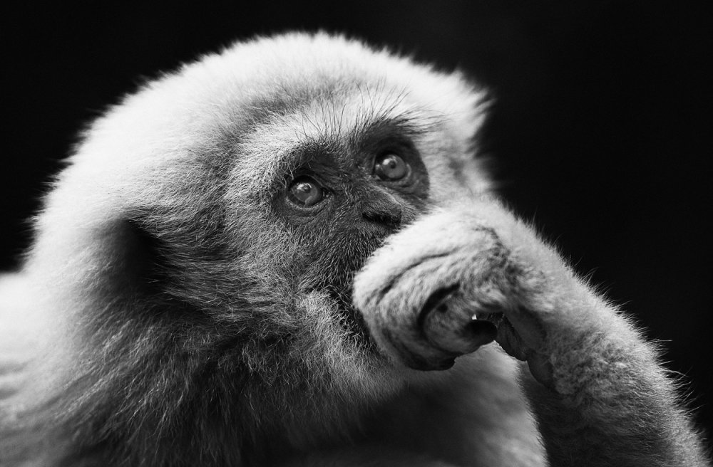 Задумчивая обезьяна