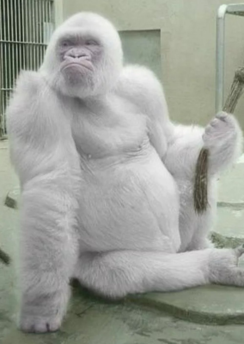 Снежок (горилла)
