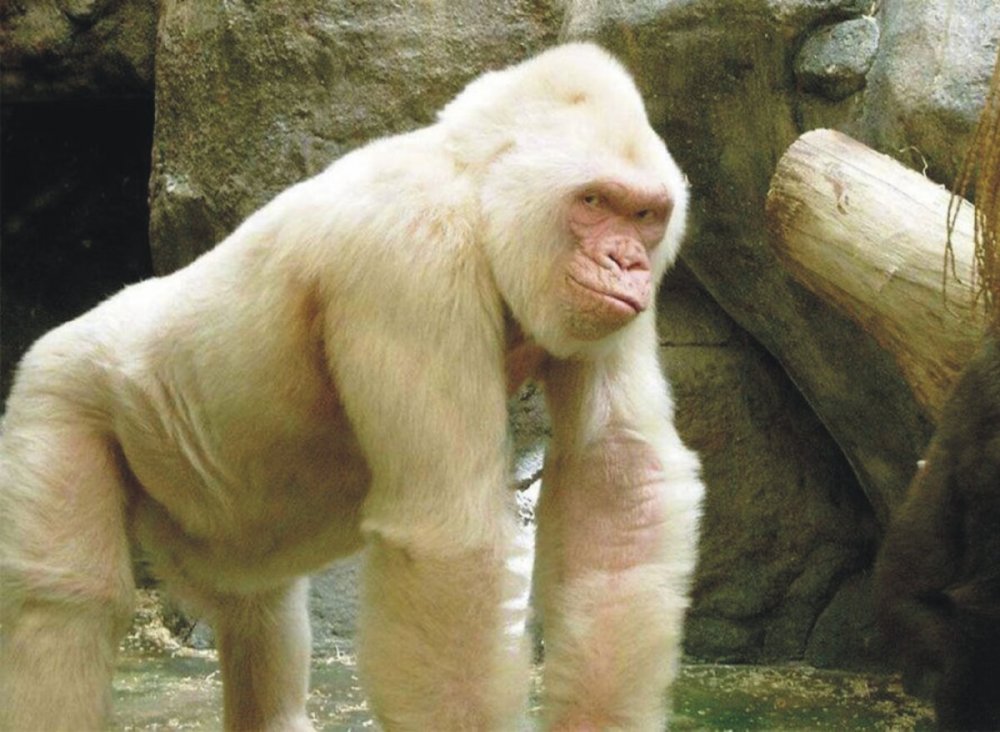 Маленькая белая горилла